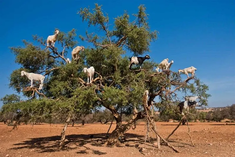 Tour di 4 giorni da Agadir a Marrakech attraverso Merzouga