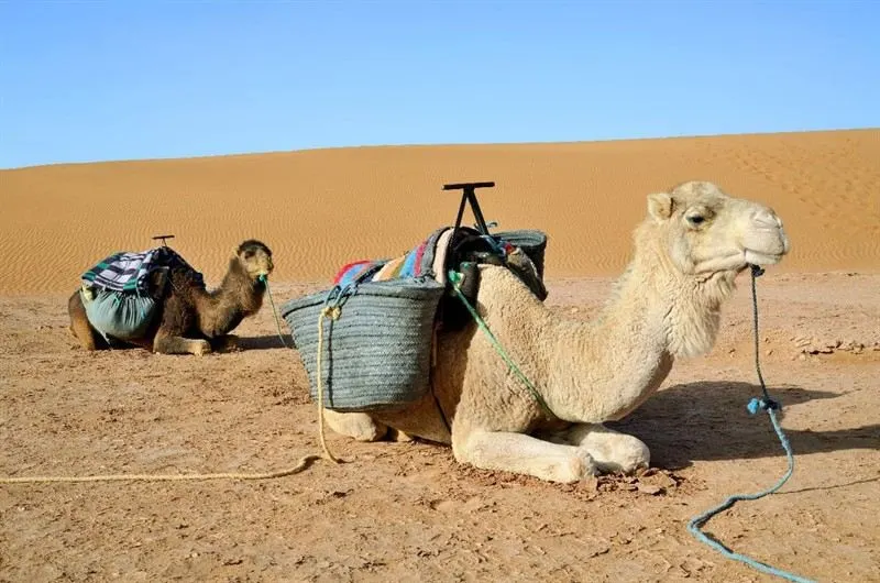 Giro di 1 ora in dromedario tra le dune di Merzouga
