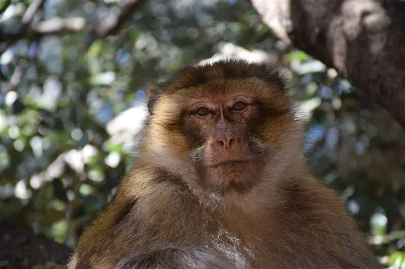 Fez – Ifrane – Azrou cedar forest – Midelt – Ziz valley – Merzouga